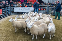 Border Cheviot Ewes-14